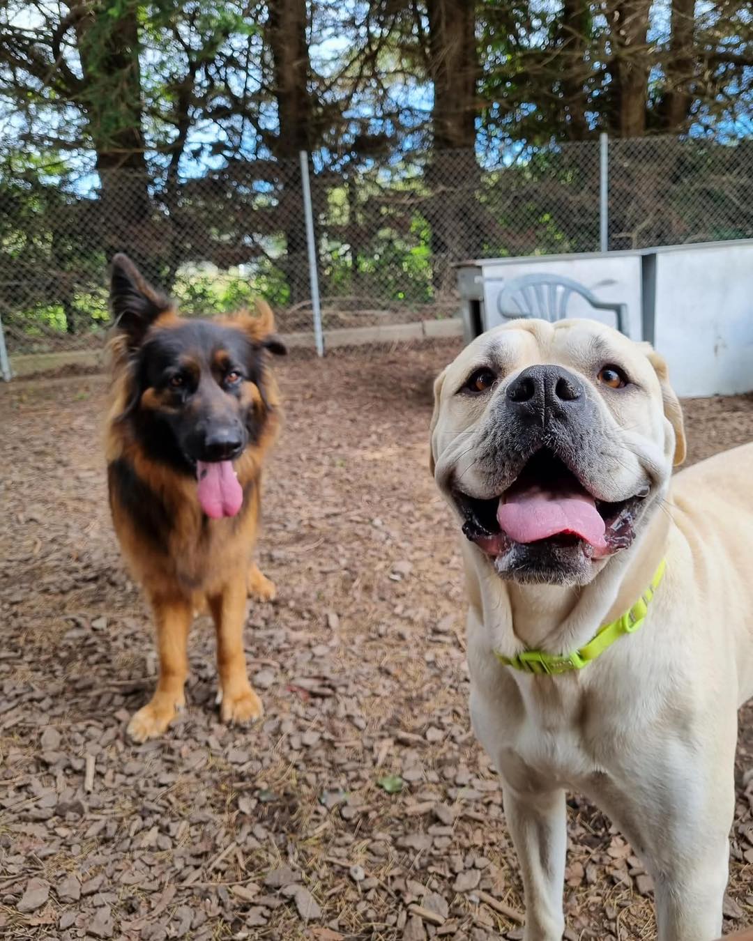 Dogs playing outside